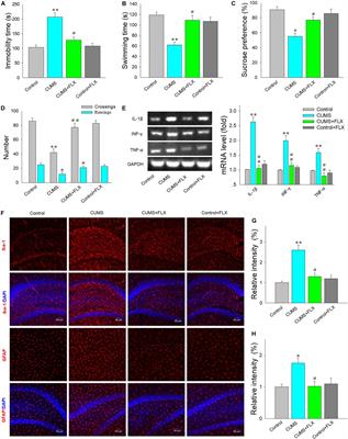 Neuroprotective Effects of Fluoxetine Against Chronic Stress-Induced Neural Inflammation and Apoptosis: Involvement of the p38 Activity